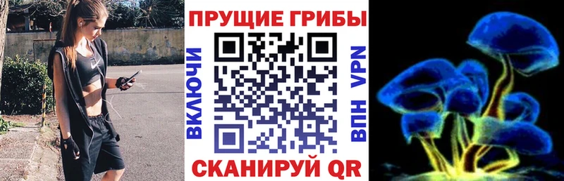 Псилоцибиновые грибы Psilocybe Малаховка